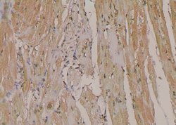 Invitrogen Phospho-NPM1 (Ser10) Polyclonal Antibody 100 &mu;L; Unconjugated:Antibodies,