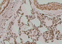Invitrogen Phospho-NPM1 (Ser10) Polyclonal Antibody 100 &mu;L; Unconjugated:Antibodies,
