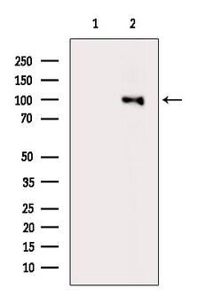 Invitrogen Phospho-HSP90 alpha (Tyr197) Polyclonal Antibody 100 μL;
