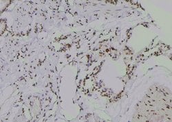 Invitrogen Phospho-HSP90 alpha (Tyr197) Polyclonal Antibody 100 μL;