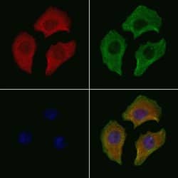 Invitrogen Phospho-HSP90 (Ser226) Polyclonal Antibody 100 &mu;L; Unconjugated:Antibodies,