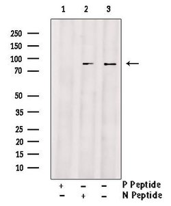 Invitrogen Phospho-HSP90 (Ser226) Polyclonal Antibody 100 &mu;L; Unconjugated:Antibodies,