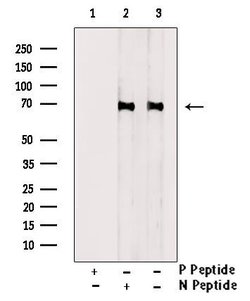 Invitrogen Phospho-A-Raf (Ser582) Polyclonal Antibody 100 &mu;L | Buy Online | Invitrogen&trade; | Fisher Scientific