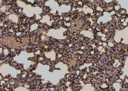 Invitrogen Phospho-E-cadherin (Tyr754) Polyclonal Antibody 100 &mu;L; Unconjugated:Antibodies,