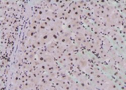 Invitrogen Phospho-EEF2 (Tyr443) Polyclonal Antibody 100 μL; Unconjugated:Antibodies,