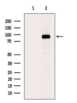 Invitrogen Phospho-EEF2 (Thr57) Polyclonal Antibody 100 &mu;L | Buy Online | Invitrogen&trade; | Fisher Scientific