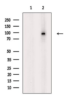 Invitrogen Phospho-EEF2 (Thr57) Polyclonal Antibody 100 &mu;L | Buy Online | Invitrogen&trade; | Fisher Scientific