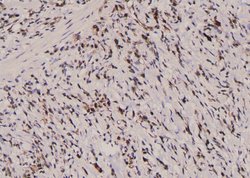 Invitrogen Phospho-TPT1 (Ser53) Polyclonal Antibody 100 &mu;L; Unconjugated:Antibodies,