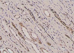 Invitrogen Phospho-TPT1 (Ser53) Polyclonal Antibody 100 &mu;L; Unconjugated:Antibodies,