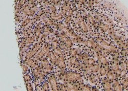 Invitrogen Phospho-TPT1 (Ser53) Polyclonal Antibody 100 &mu;L; Unconjugated:Antibodies,