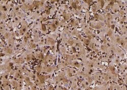 Invitrogen Phospho-p47phox (Ser304) Polyclonal Antibody 100 μL; Unconjugated:Antibodies,