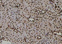 Invitrogen Phospho-PKM2 (Tyr370) Polyclonal Antibody 100 μL; Unconjugated:Antibodies,