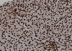 Invitrogen Phospho-PKM2 (Ser148) Polyclonal Antibody 100 &mu;L; Unconjugated:Antibodies,