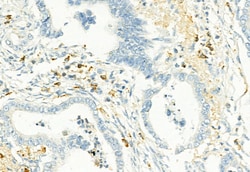 Invitrogen Phospho-PKM2 (Ser37) Polyclonal Antibody 100 &mu;L; Unconjugated:Antibodies,