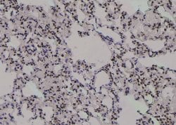 Invitrogen Phospho-PKM2 (Ser37) Polyclonal Antibody 100 &mu;L; Unconjugated:Antibodies,