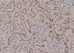 Invitrogen Phospho-IFNGR1 (Tyr457) Polyclonal Antibody 100 &mu;L; Unconjugated:Antibodies,