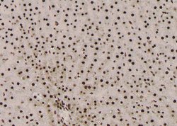Invitrogen Phospho-Fra1 (Thr227) Polyclonal Antibody 100 &mu;L; Unconjugated:Antibodies,