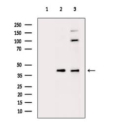 Invitrogen Phospho-CREB (Thr100) Polyclonal Antibody 100 &mu;L; Unconjugated:Antibodies,