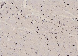 Invitrogen Phospho-CREB (Thr100) Polyclonal Antibody 100 &mu;L; Unconjugated:Antibodies,