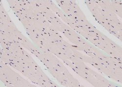 Invitrogen Phospho-CREB (Thr100) Polyclonal Antibody 100 &mu;L; Unconjugated:Antibodies,