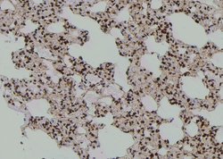 Invitrogen Phospho-FER (Tyr497) Polyclonal Antibody 100 &mu;L; Unconjugated:Antibodies,