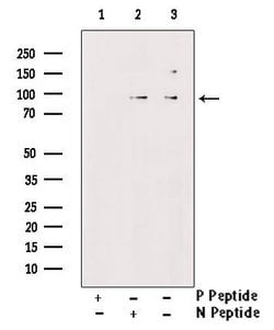 Invitrogen Phospho-FER (Tyr497) Polyclonal Antibody 100 &mu;L; Unconjugated:Antibodies,