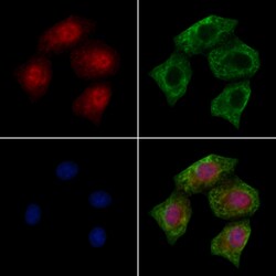 Invitrogen Phospho-PKC alpha (Tyr195) Polyclonal Antibody 100 μL; Unconjugated:Antibodies,