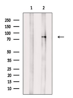 Invitrogen Phospho-PKC alpha (Tyr195) Polyclonal Antibody 100 μL; Unconjugated:Antibodies,