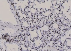 Invitrogen Phospho-JunB (Thr255) Polyclonal Antibody 100 &mu;L | Buy Online | Invitrogen&trade; | Fisher Scientific