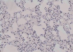 Invitrogen Phospho-JunB (Thr255) Polyclonal Antibody 100 &mu;L | Buy Online | Invitrogen&trade; | Fisher Scientific