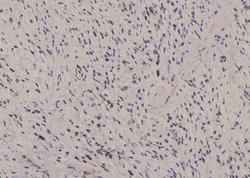 Invitrogen Phospho-JunB (Ser259) Polyclonal Antibody 100 &mu;L; Unconjugated:Antibodies,