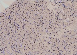 Invitrogen Phospho-JunB (Ser259) Polyclonal Antibody 100 &mu;L; Unconjugated:Antibodies,