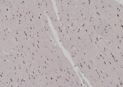 Invitrogen Phospho-JunB (Ser259) Polyclonal Antibody 100 &mu;L; Unconjugated:Antibodies,