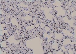 Invitrogen Phospho-UBF-1 (Thr117) Polyclonal Antibody 100 &mu;L | Buy Online | Invitrogen&trade; | Fisher Scientific