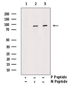 Invitrogen Phospho-UBF-1 (Thr117) Polyclonal Antibody 100 &mu;L | Buy Online | Invitrogen&trade; | Fisher Scientific