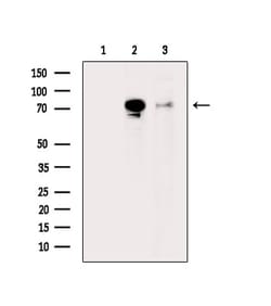 Invitrogen Phospho-Synapsin 1 (Ser427) Polyclonal Antibody 100 &mu;L | Buy Online | Invitrogen&trade; | Fisher Scientific