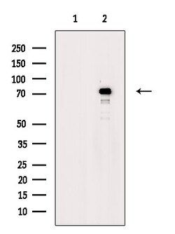 Invitrogen Phospho-Synapsin 1 (Ser427) Polyclonal Antibody 100 &mu;L | Buy Online | Invitrogen&trade; | Fisher Scientific