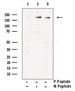 Invitrogen Phospho-VEGF Receptor 1 (Tyr1048) Polyclonal Antibody 100 &mu;L;