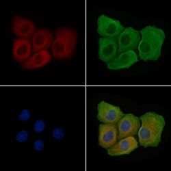 Invitrogen Phospho-VEGF Receptor 1 (Tyr1048) Polyclonal Antibody 100 &mu;L;