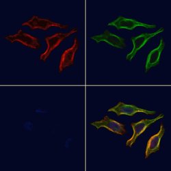 Invitrogen Phospho-PLCG1 (Tyr472) Polyclonal Antibody 100 &mu;L; Unconjugated:Antibodies,
