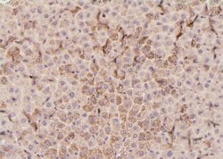 Invitrogen Phospho-PLCG1 (Tyr472) Polyclonal Antibody 100 &mu;L; Unconjugated:Antibodies,