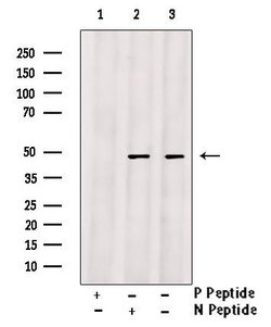 Invitrogen Phospho-Bcl-3 (Ser41) Polyclonal Antibody 100 &mu;L; Unconjugated:Antibodies,