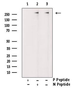 Invitrogen Phospho-Filamin A (Tyr1604) Polyclonal Antibody 100 &mu;L; Unconjugated:Antibodies,