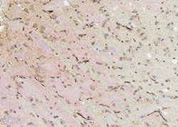 Invitrogen Phospho-c-Cbl (Ser767) Polyclonal Antibody 100 &mu;L | Buy Online | Invitrogen&trade; | Fisher Scientific