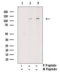 Invitrogen Phospho-JAK1 (Tyr1125) Polyclonal Antibody 100 &mu;L | Buy Online | Invitrogen&trade; | Fisher Scientific