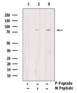 Invitrogen Phospho-EIF4B (Thr420) Polyclonal Antibody 100 &mu;L | Buy Online | Invitrogen&trade; | Fisher Scientific