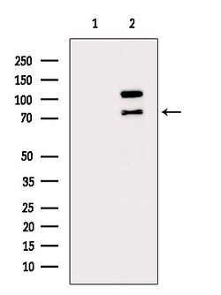 Invitrogen Phospho-EIF4B (Ser497) Polyclonal Antibody 100 &mu;L | Buy Online | Invitrogen&trade; | Fisher Scientific