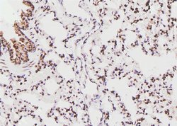 Invitrogen Phospho-EIF4B (Ser497) Polyclonal Antibody 100 &mu;L | Buy Online | Invitrogen&trade; | Fisher Scientific