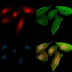 Invitrogen Phospho-GATA2 (Ser401) Polyclonal Antibody 100 &mu;L | Buy Online | Invitrogen&trade; | Fisher Scientific