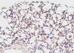 Invitrogen Phospho-GATA2 (Ser401) Polyclonal Antibody 100 &mu;L | Buy Online | Invitrogen&trade; | Fisher Scientific